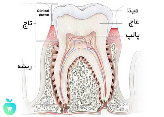 دندان دائمی و شیری |آناتومی دندان | تعداد و شکل دندان